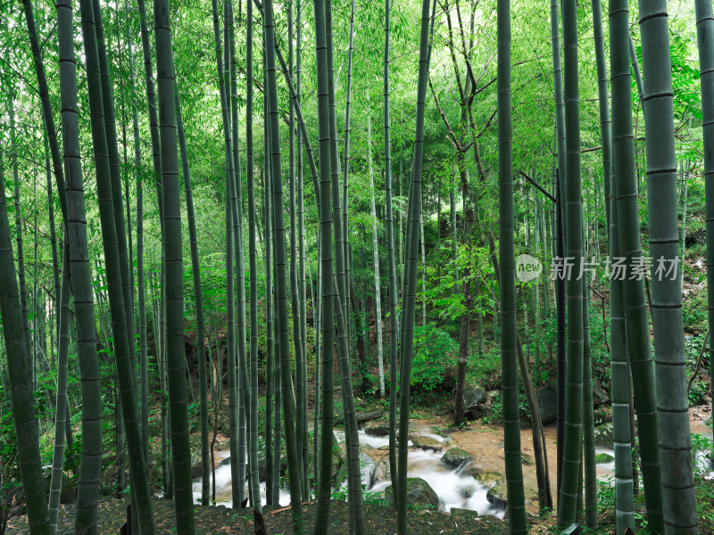 雨季安吉山间竹林水流瀑布