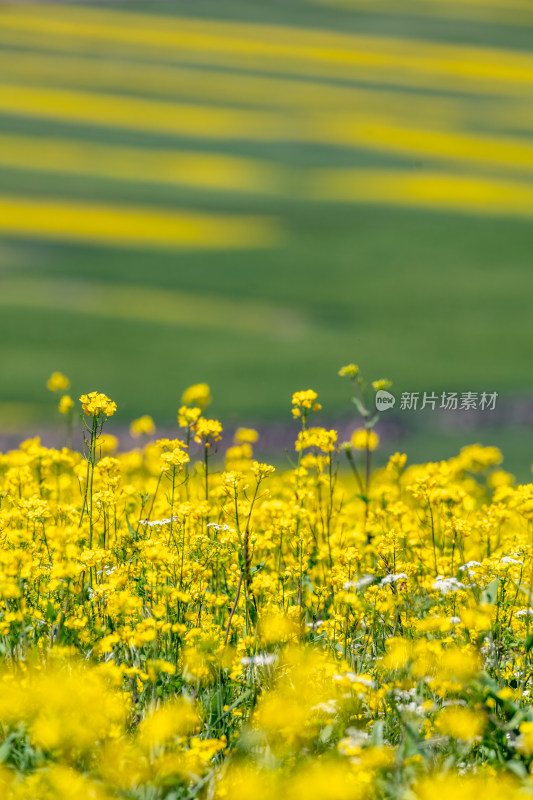 青海油菜花农田