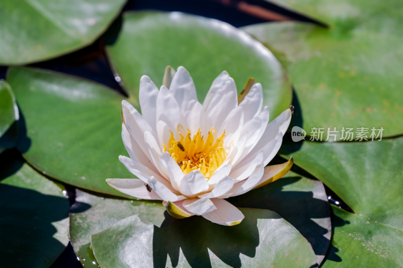 阳光下，池塘中盛开的白睡莲