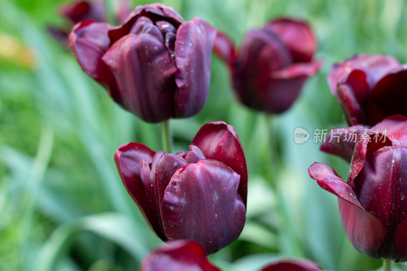 杭州太子湾多彩郁金香花海景观