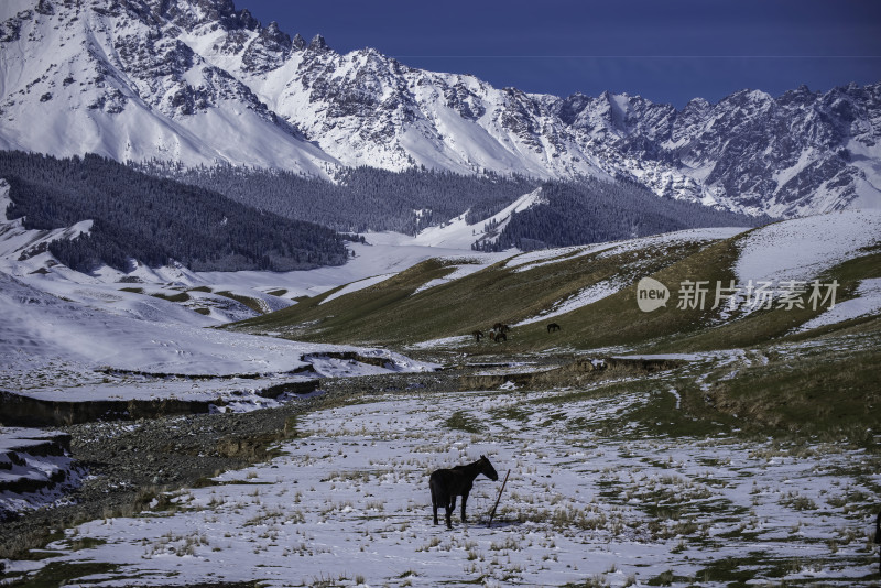 雪山草地间有马的自然风景图