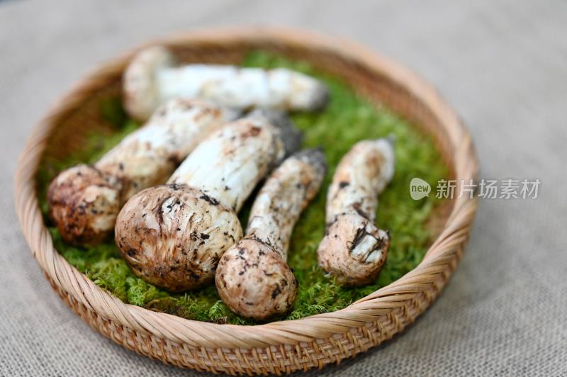 甘孜州野生松茸