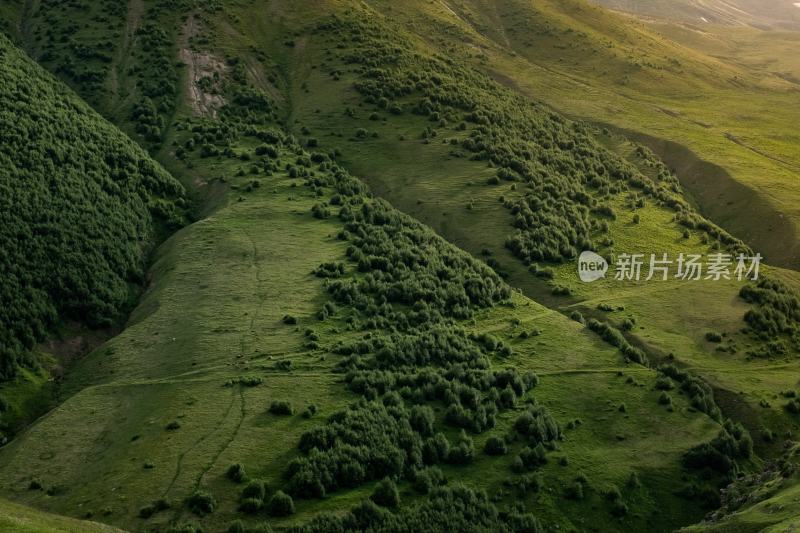 大自然森林树木旅行徒步野营