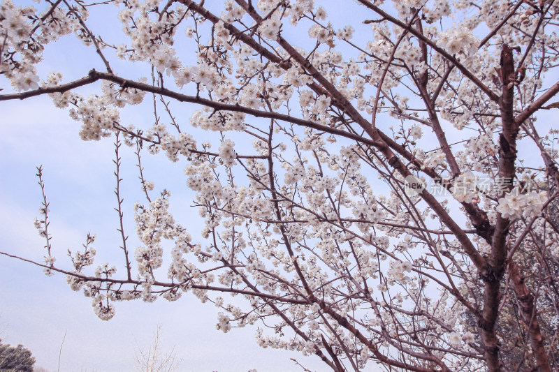 满树樱花