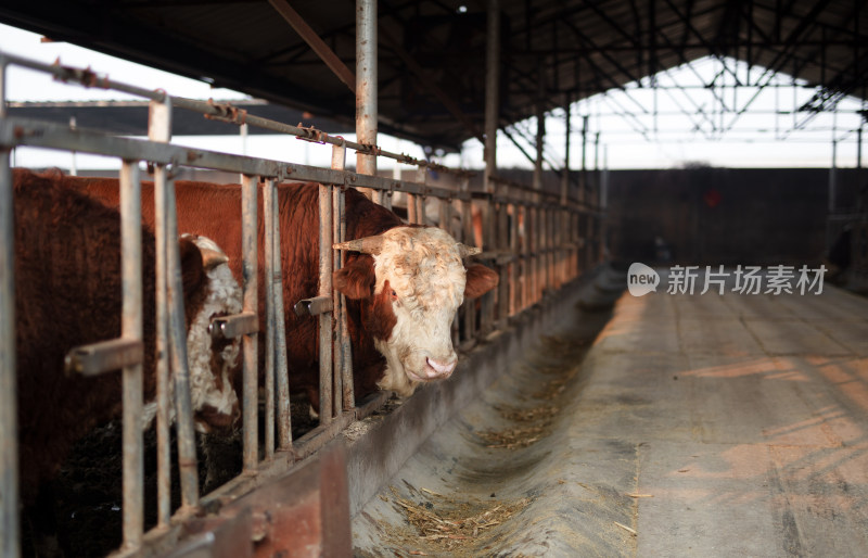 生牛养殖场里的牛