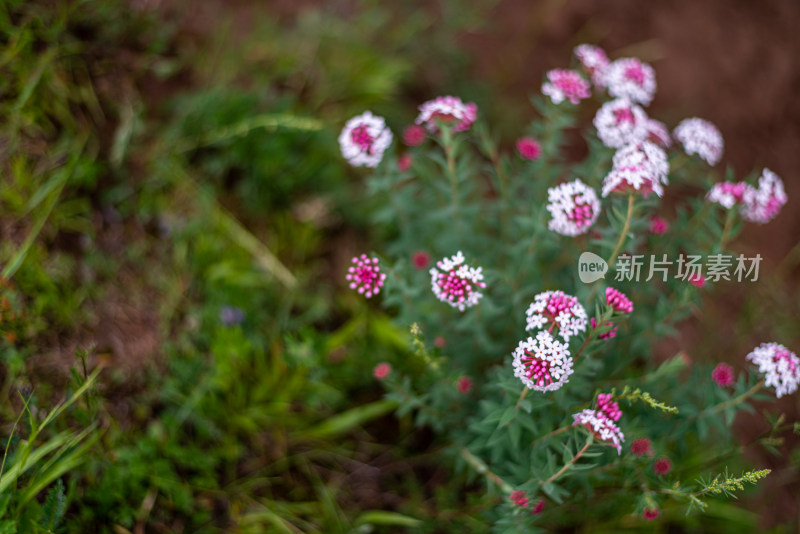 草原野花