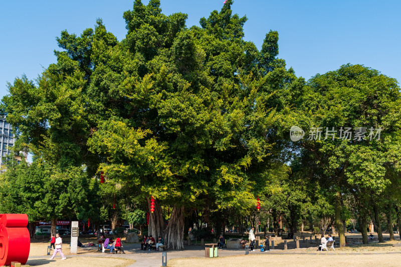 福州春天绿意盎然的冶山春秋公园景色