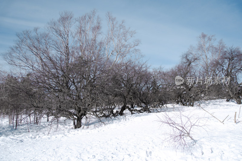 长白山雪岭冬日风光