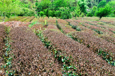 酷暑炎热天气下茶园茶树茶叶干枯