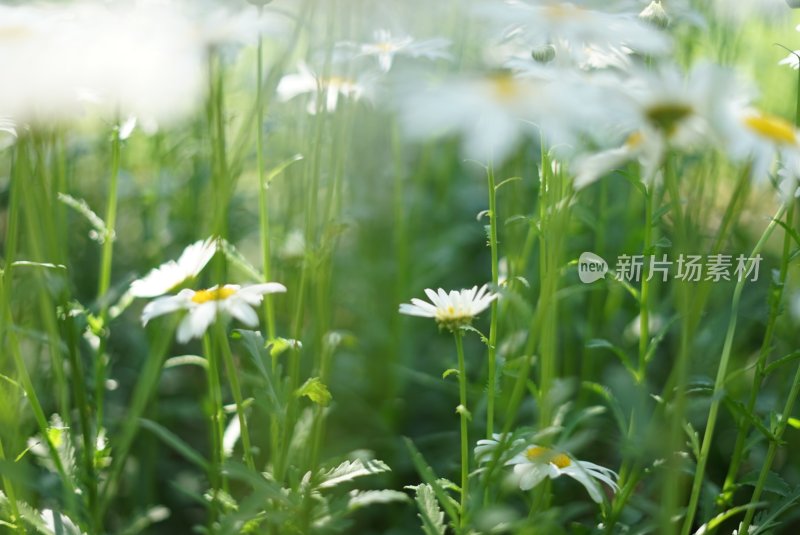 阳光下生长茂盛的白色雏菊花丛