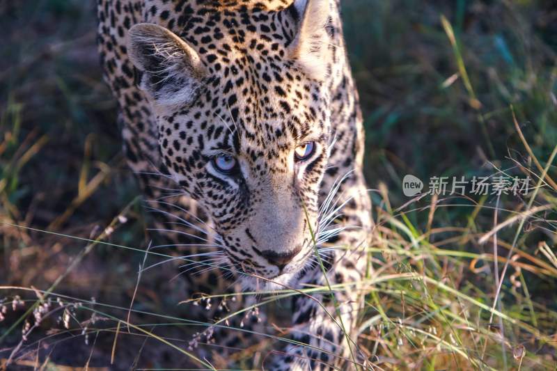 野生动物豹子猎豹猎食动物