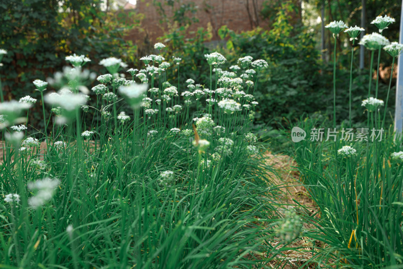 农村地里的韭菜韭菜花