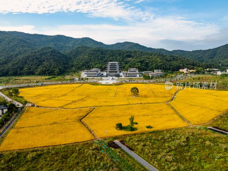 广州国家版本馆秋天黄金稻田