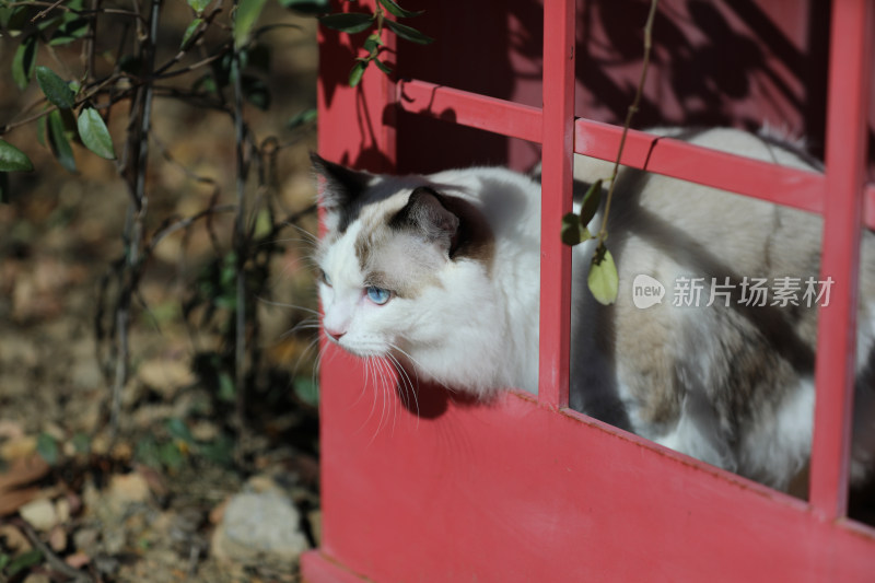 猫透过窗户看的特写镜头