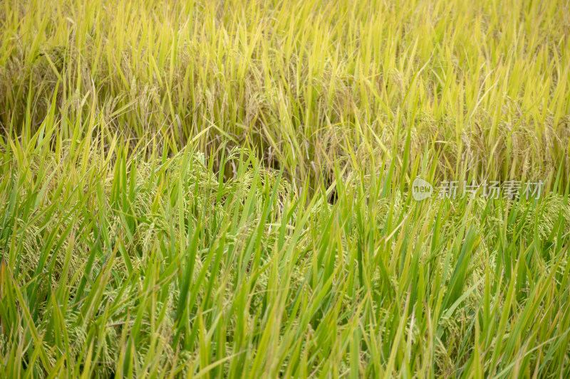 风吹稻香，秋季丰收时节农村里金黄的稻田