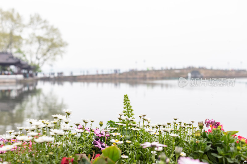 杭州西湖景区盛开的鲜花