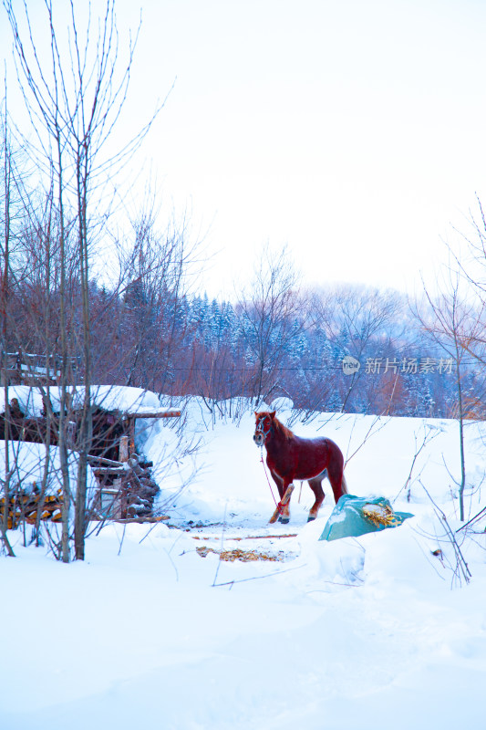 黑龙江 双峰林场 雪乡