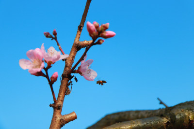 花卉摄影