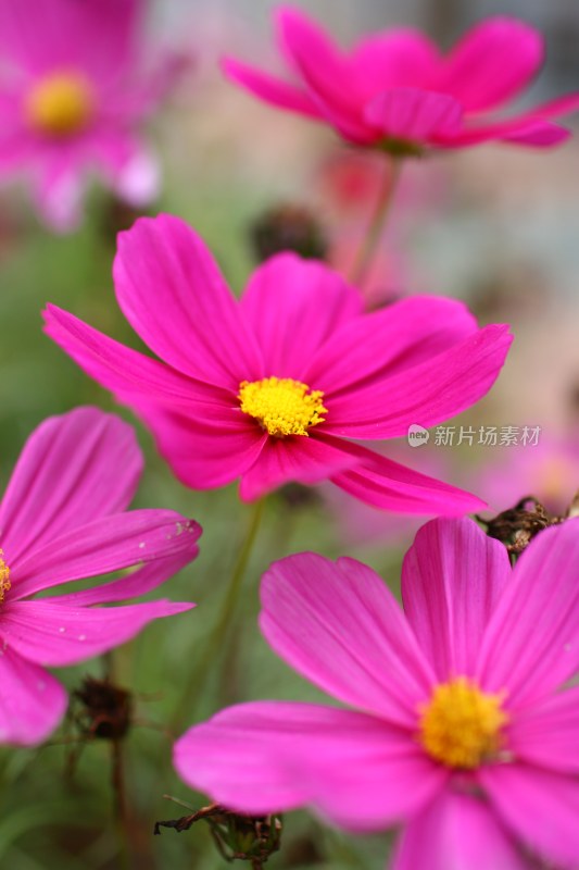 盛开的花朵