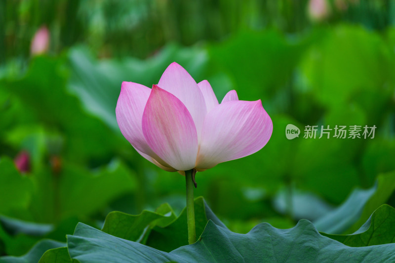 夏季荷塘荷花莲蓬荷叶特写