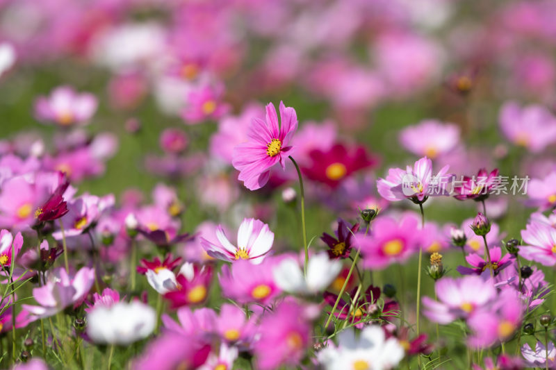 春天立春节气格桑花盛开