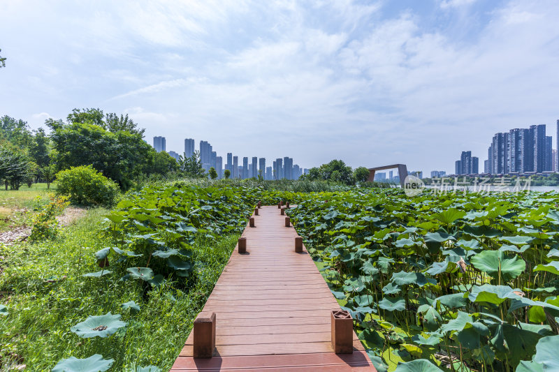 武汉江夏区汤逊湖壹号湿地公园风景