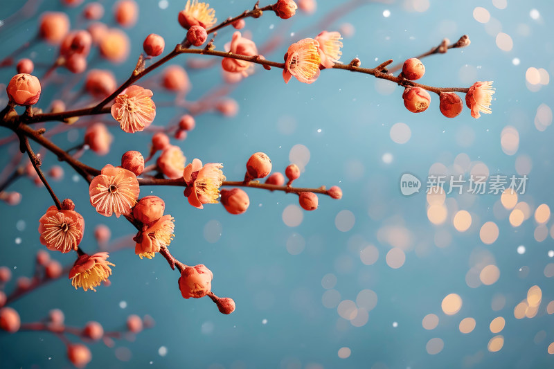 新年背景喜庆腊梅花朵