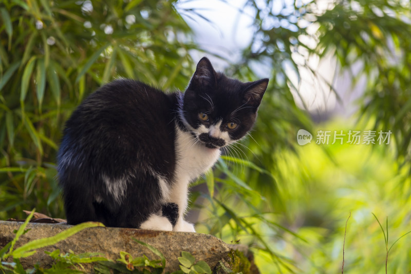 庭院里的黑白小花猫