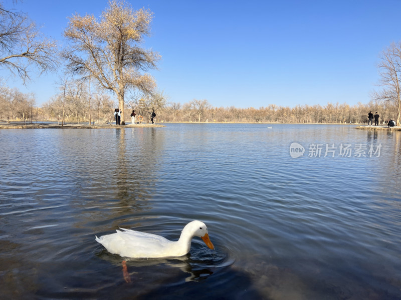 甘肃省酒泉市金塔胡杨林金波湖