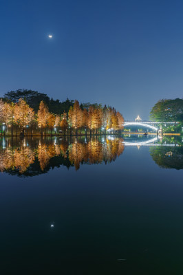 佛山千灯湖南海活水公园落羽杉林夜景