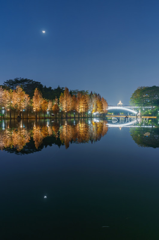 佛山千灯湖南海活水公园落羽杉林夜景