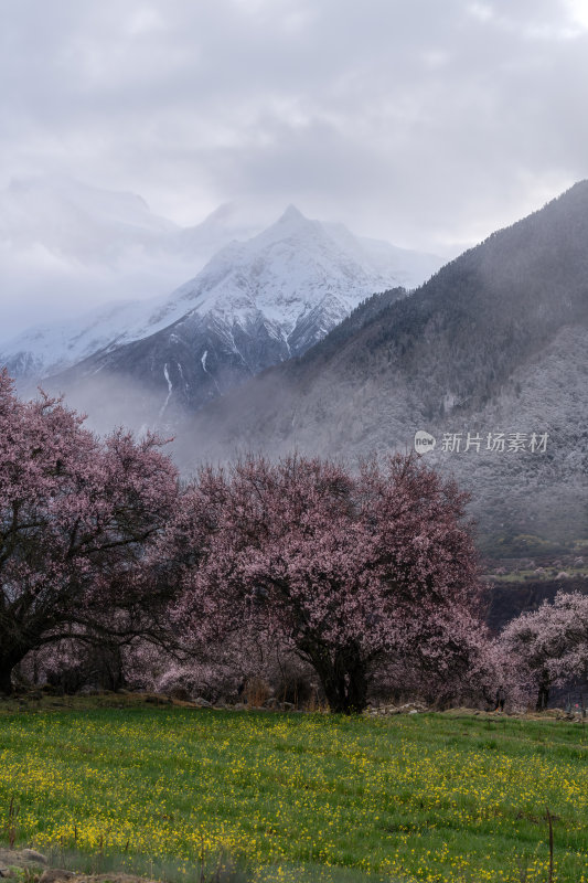 西藏林芝索松村南迦巴瓦峰雪山云海之巅