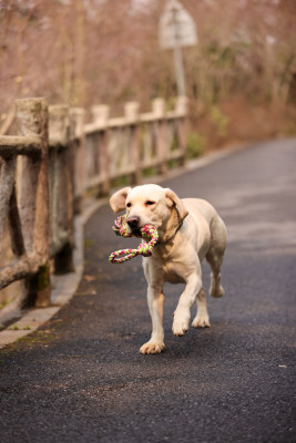 在公园里奔跑的拉布拉多寻回犬