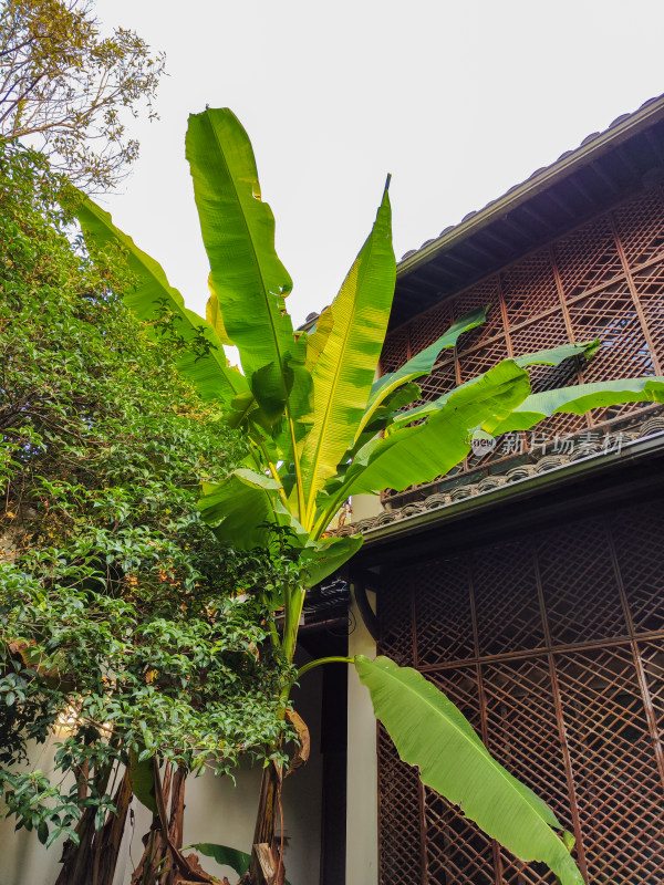 庭院中芭蕉树与竹编建筑