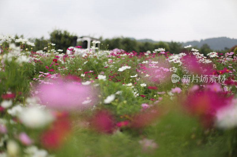 四川成都花舞人间景区的花海