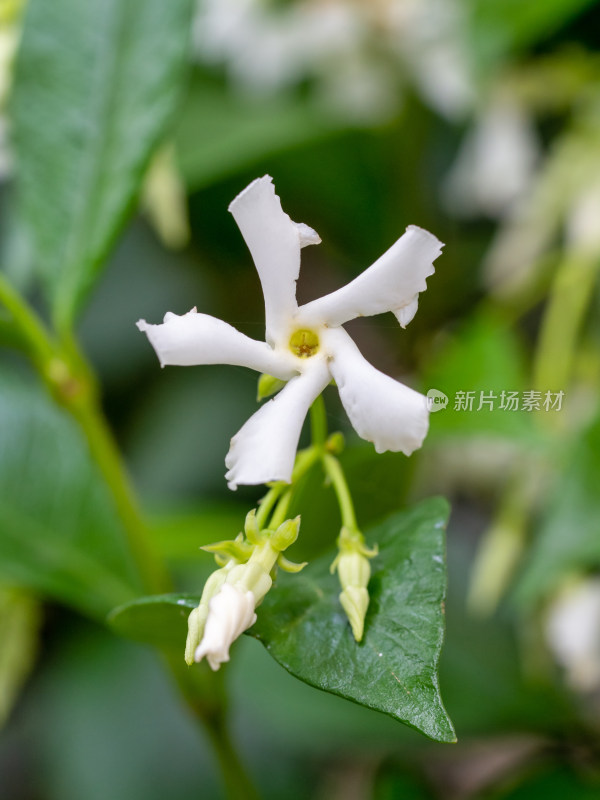 春天的风车茉莉白花特写