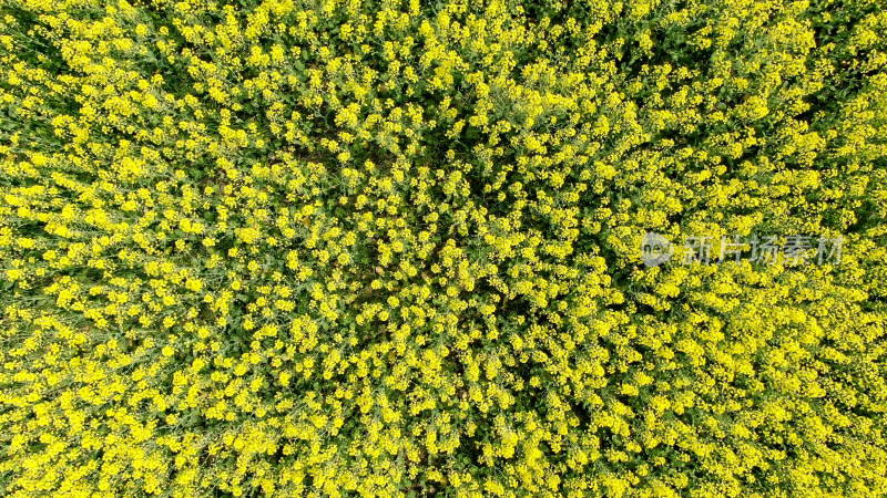 油菜花种植