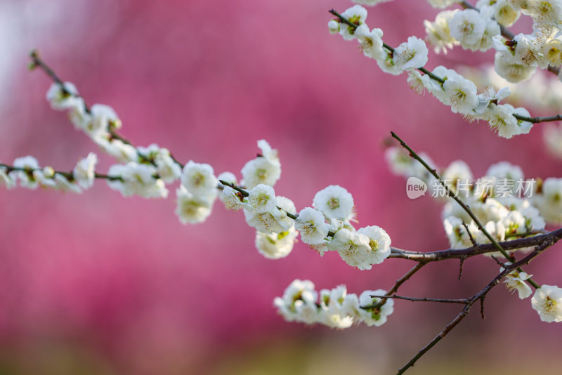 花开海上梅花节