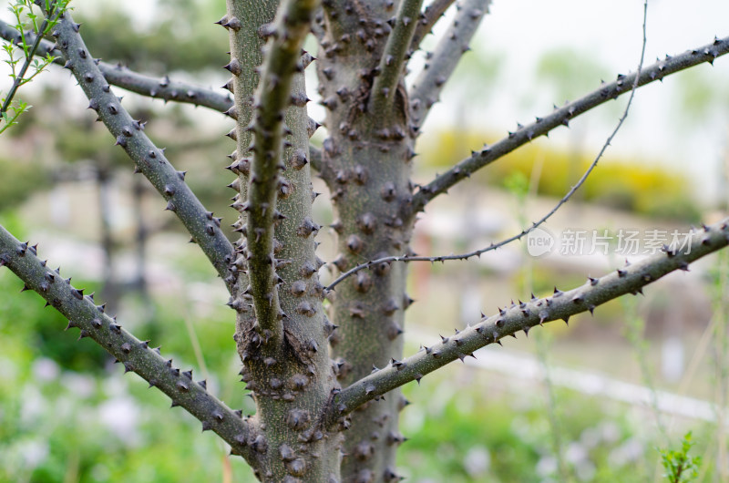 刺嫩芽尖锐的刺