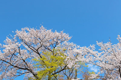 春天日本盛放的樱花