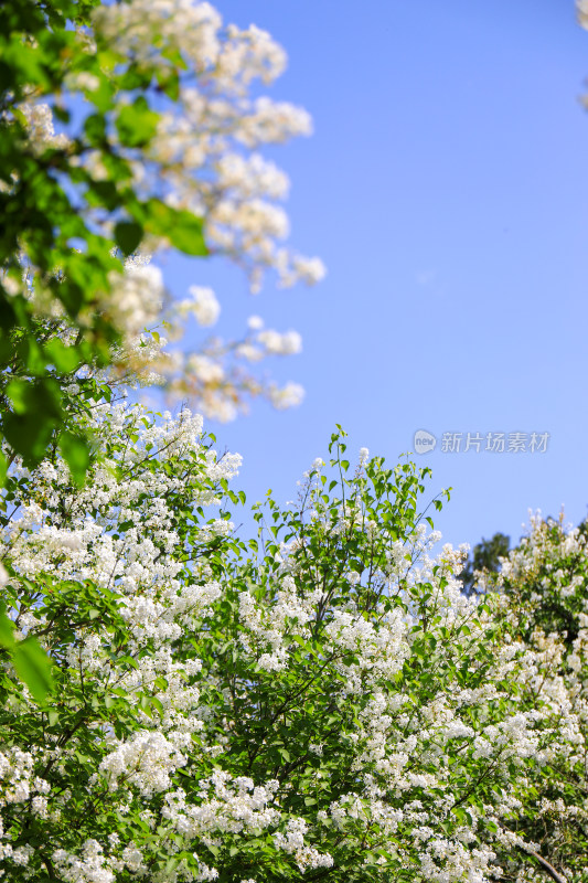 春天四月丁香花花卉开放治愈清新