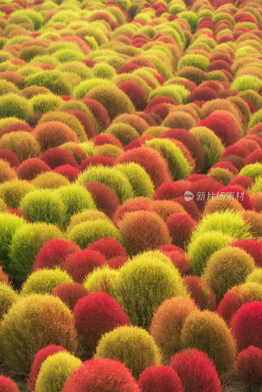 上海公园里秋天地肤色彩鲜艳