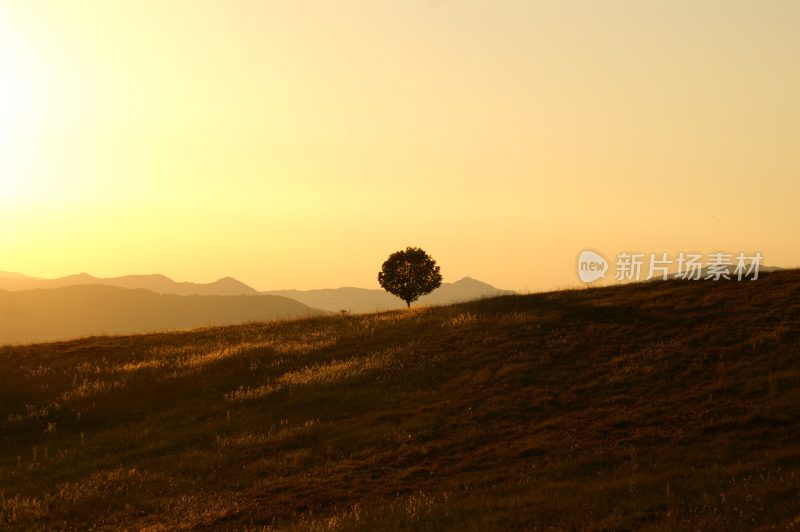 大自然森林树木旅行徒步野营