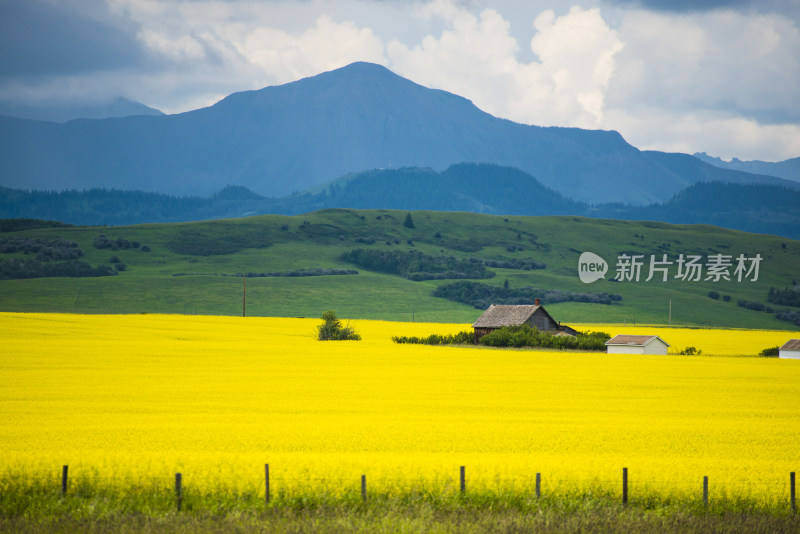 双低油菜籽字段的农庄