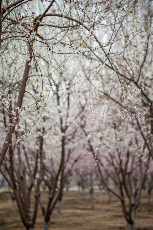 桃树桃花桃树林