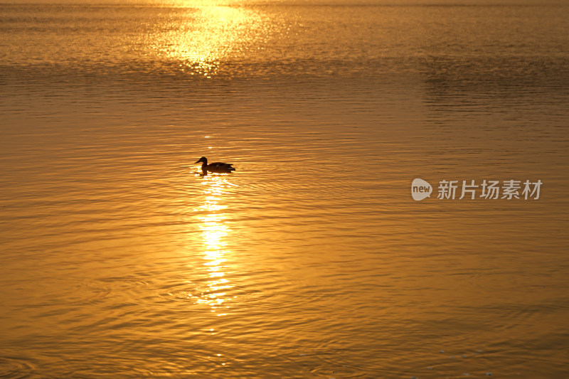 夕阳下水面的鸭子
