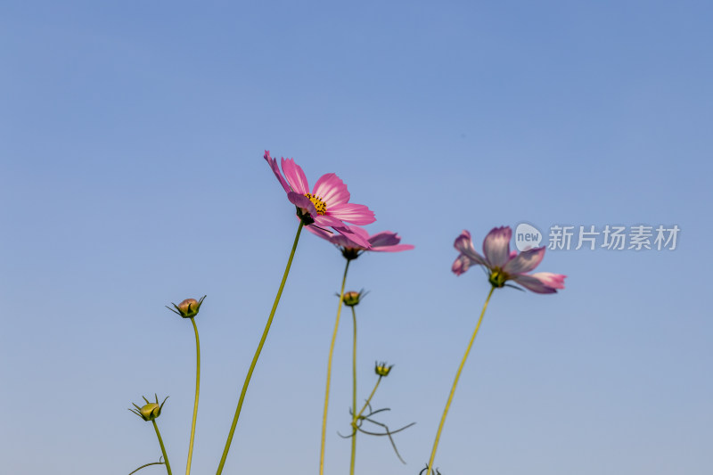 菊花、格桑花