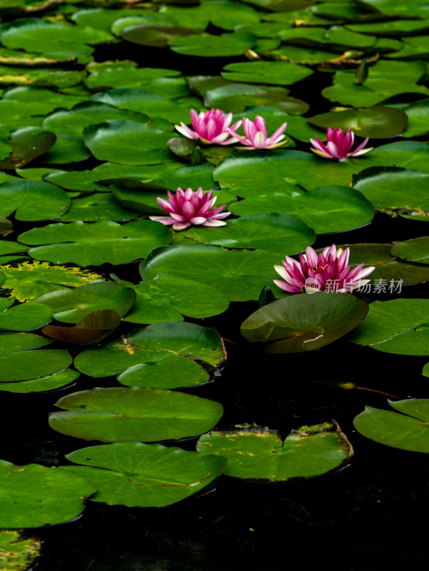 池塘睡莲莲花盛开