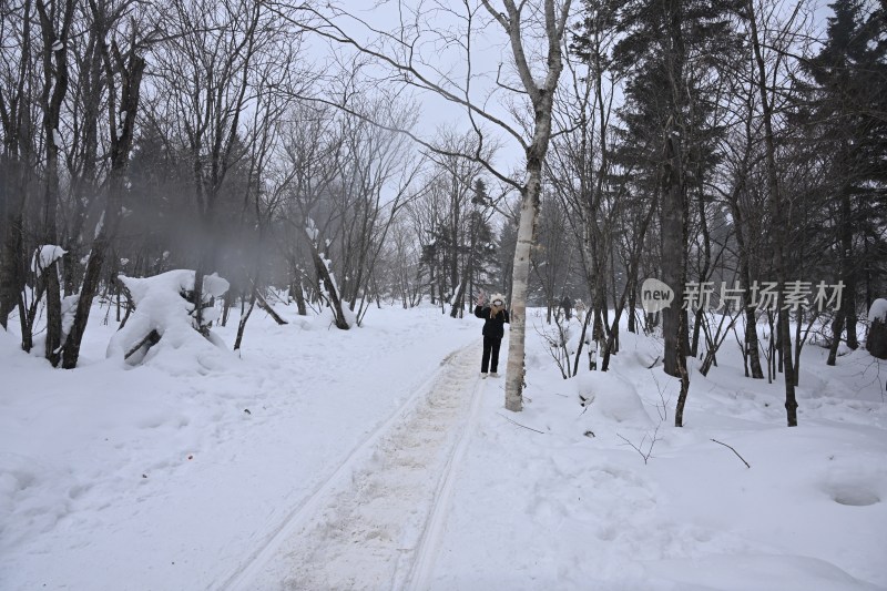 雪地中独行者在树林间的小径漫步