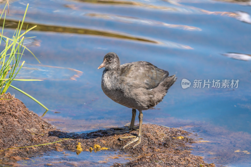 若尔盖花湖景区湿地里的水鸡